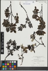 Foto von Salix hastata L.